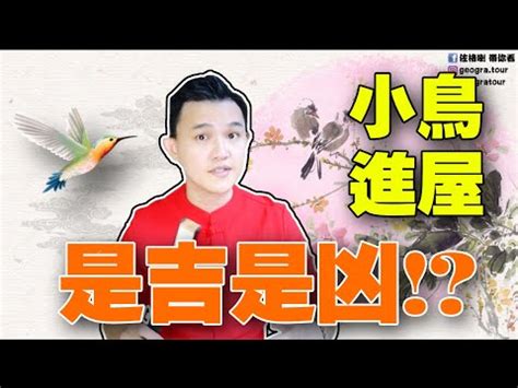 麻雀飛進家裡|【自來鳥麻雀】自來鳥麻雀飛進家裡！吉？兇？風水解析讓你一切。